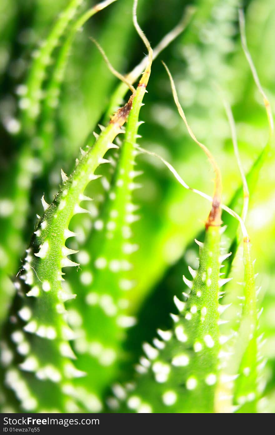 Closeup of a bizzare cactus. Closeup of a bizzare cactus