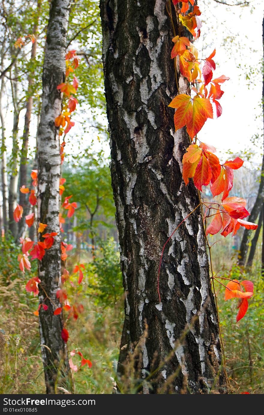 Birch trunk in red leaves. Birch trunk in red leaves