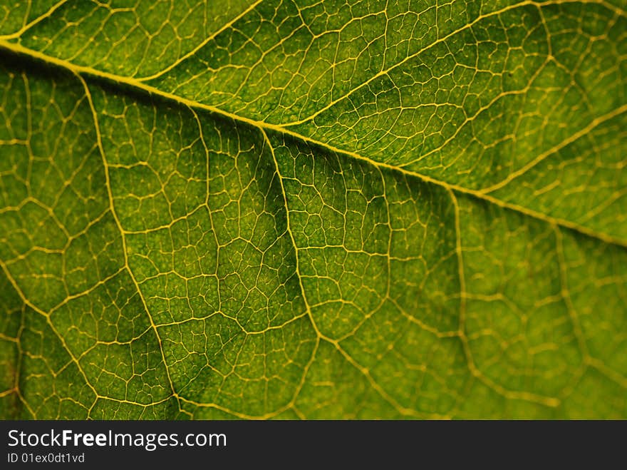 Green leaf with detail veining, 
closeup.