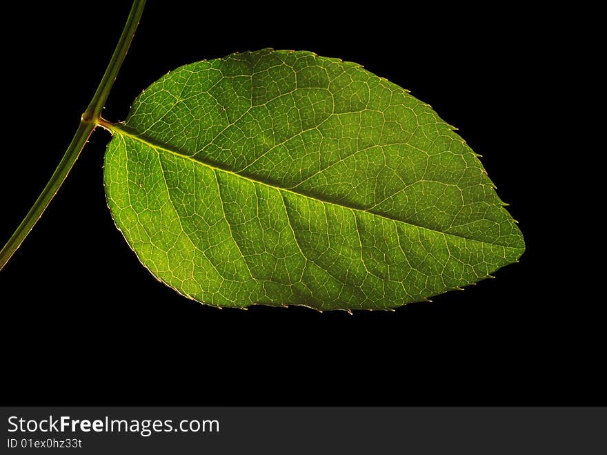 Green leaf isolated over black