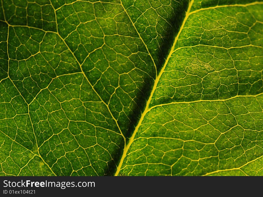 Green leaf with detail veining, macro