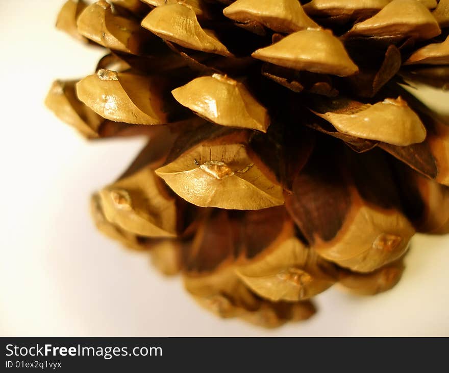 The pine cone on white background. The pine cone on white background