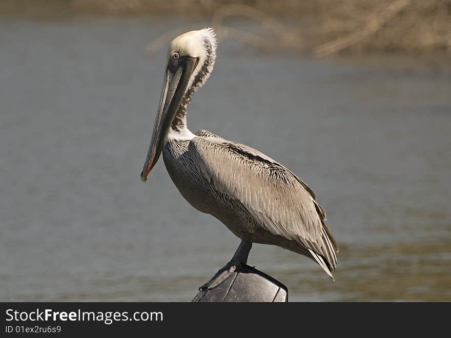 Brown pelican resting at the Ameca's river mouth in the Bay of Banderas, Pacific Ocean, north of Puerto Vallarta, Mexico