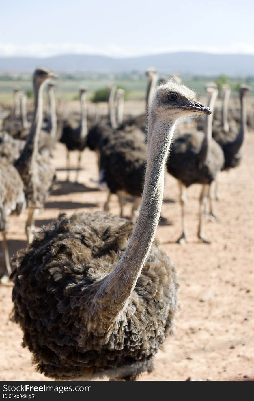 Ostrich farm of South Africa. Ostrich farm of South Africa