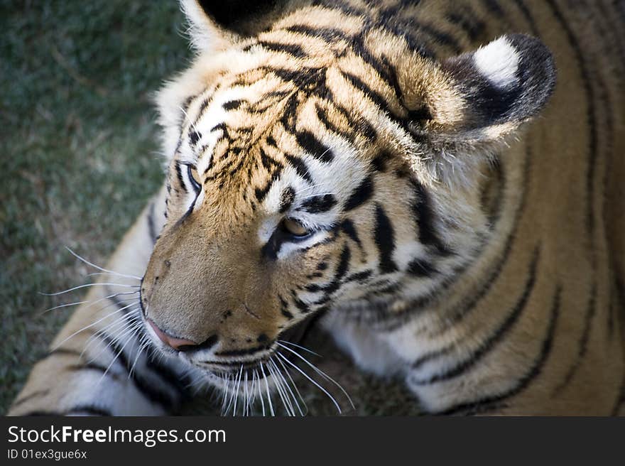 Young male tiger resting in a zoo