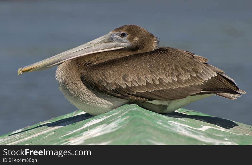 Squatting Brown Pelican