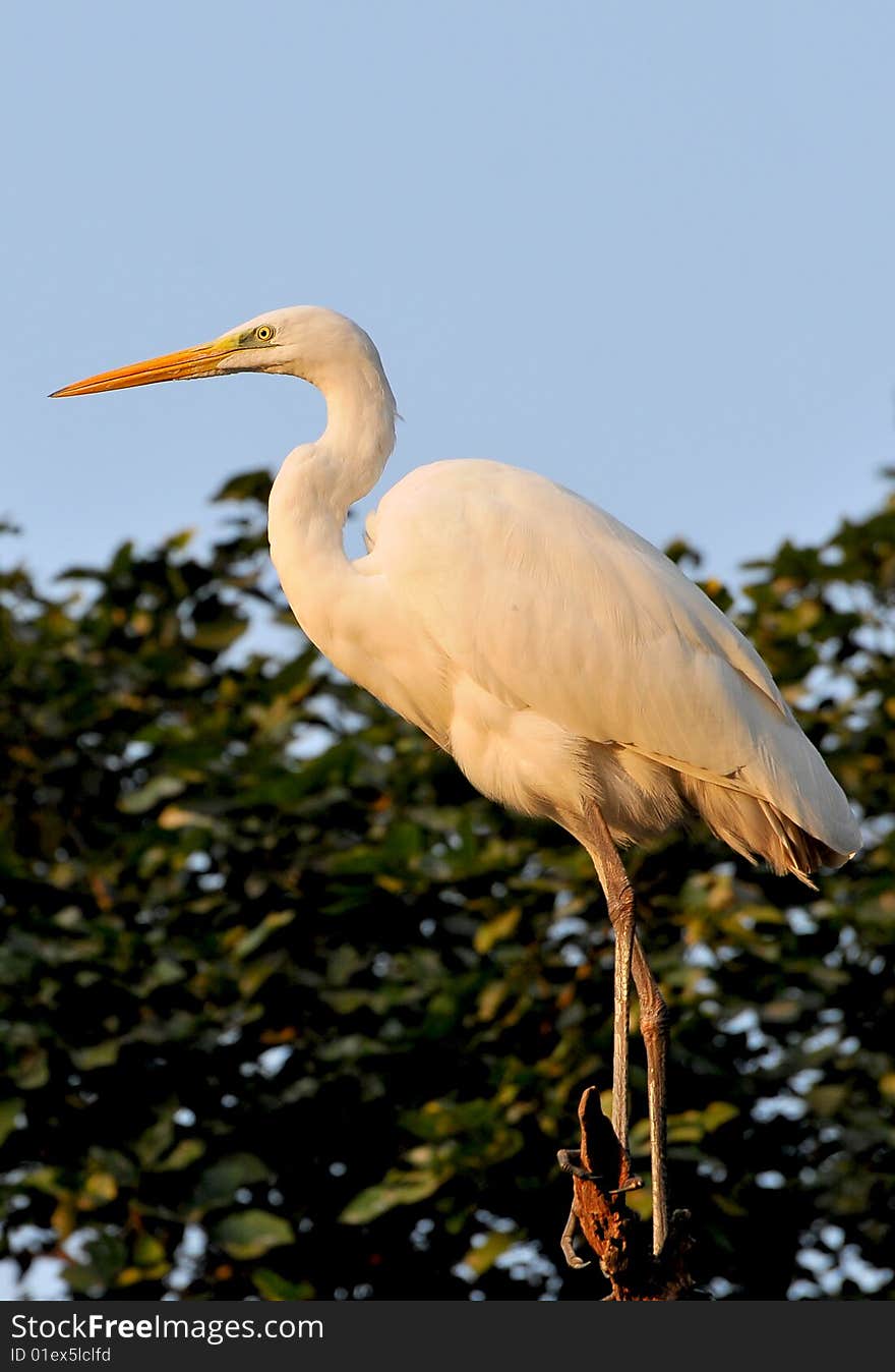 White egret standing on the top of the tree.