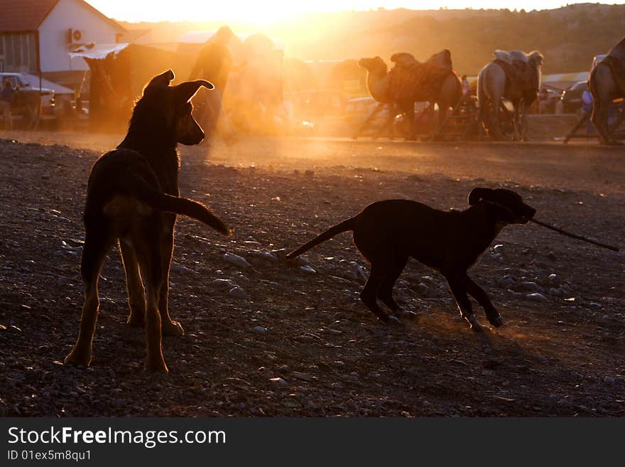 Dog at sunset