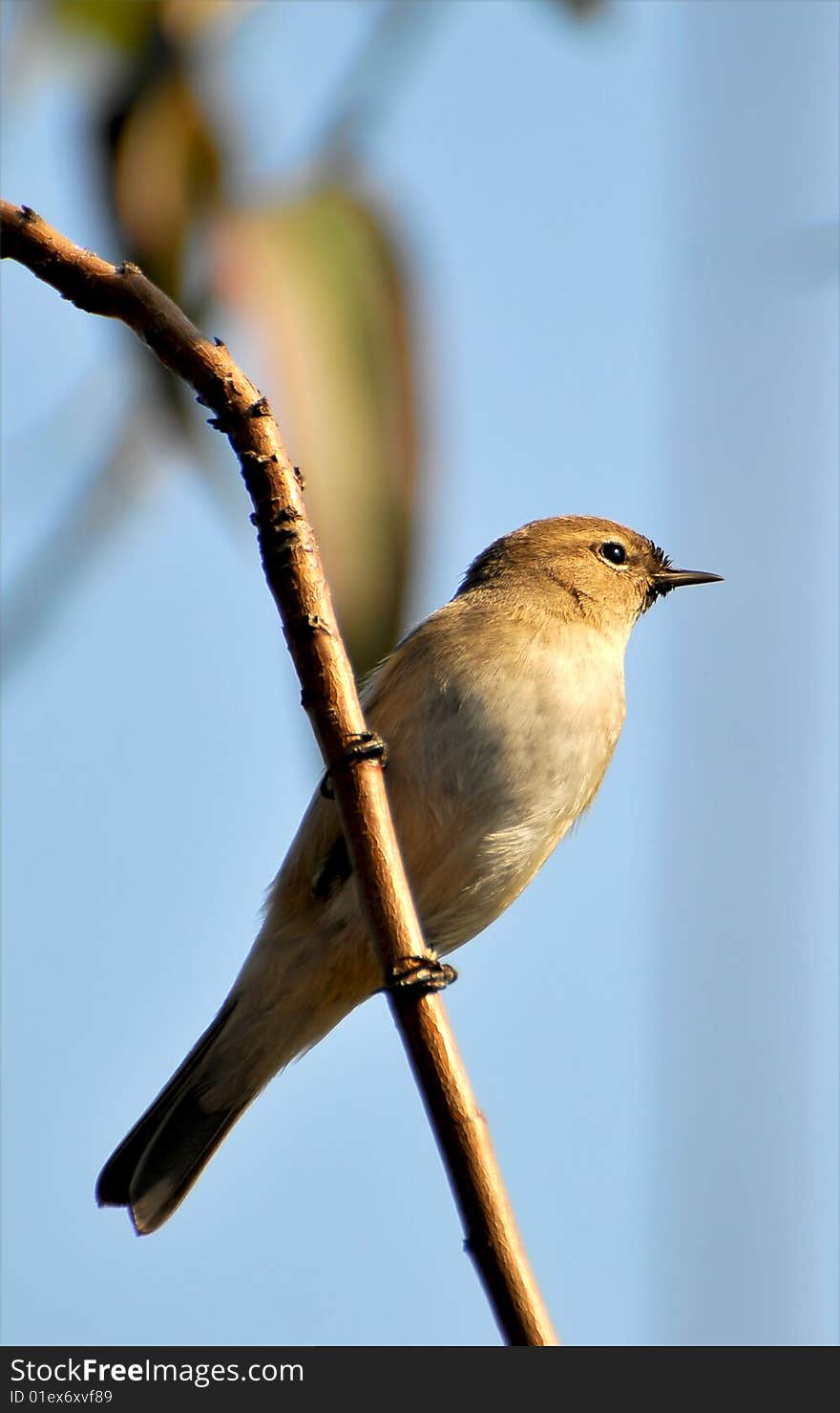 Robin bird sitting on the tree.