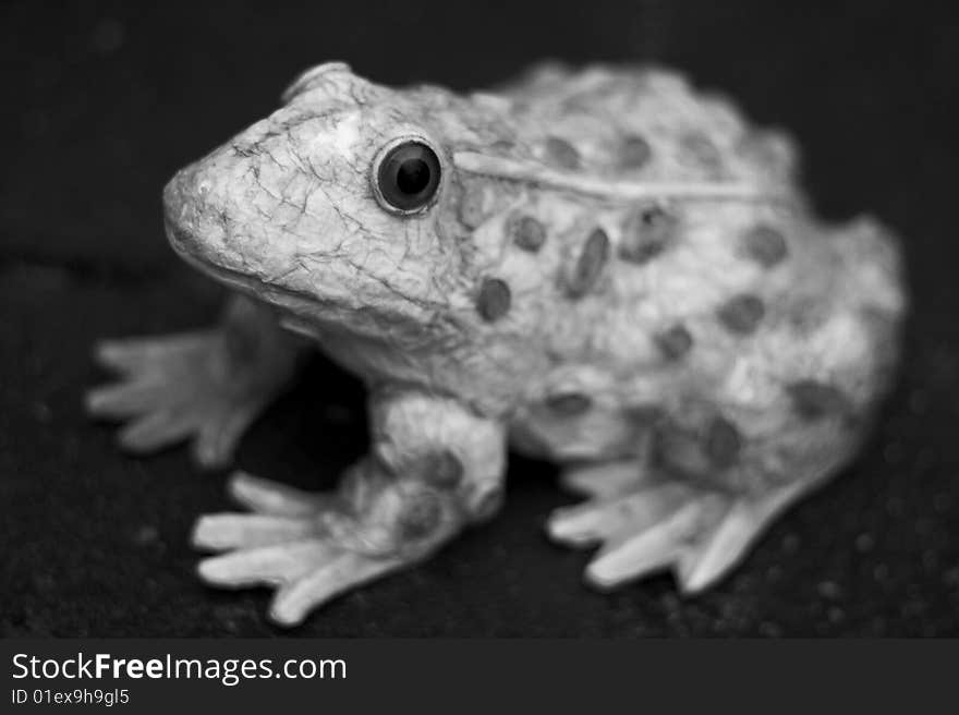 Frog waiting patiently in the garden.