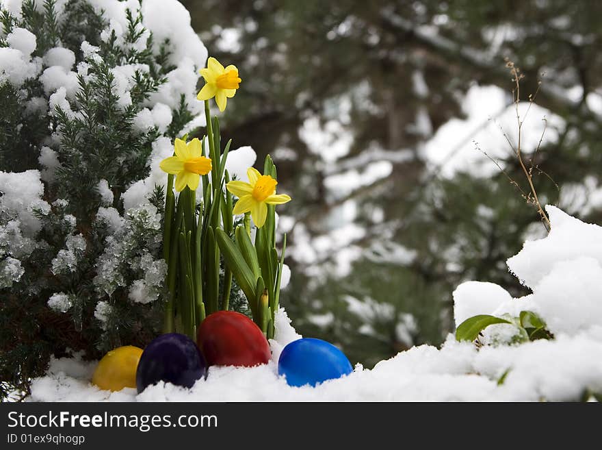 Easter eggs and narcissus in the snow, as a symbol of the coming Easter time