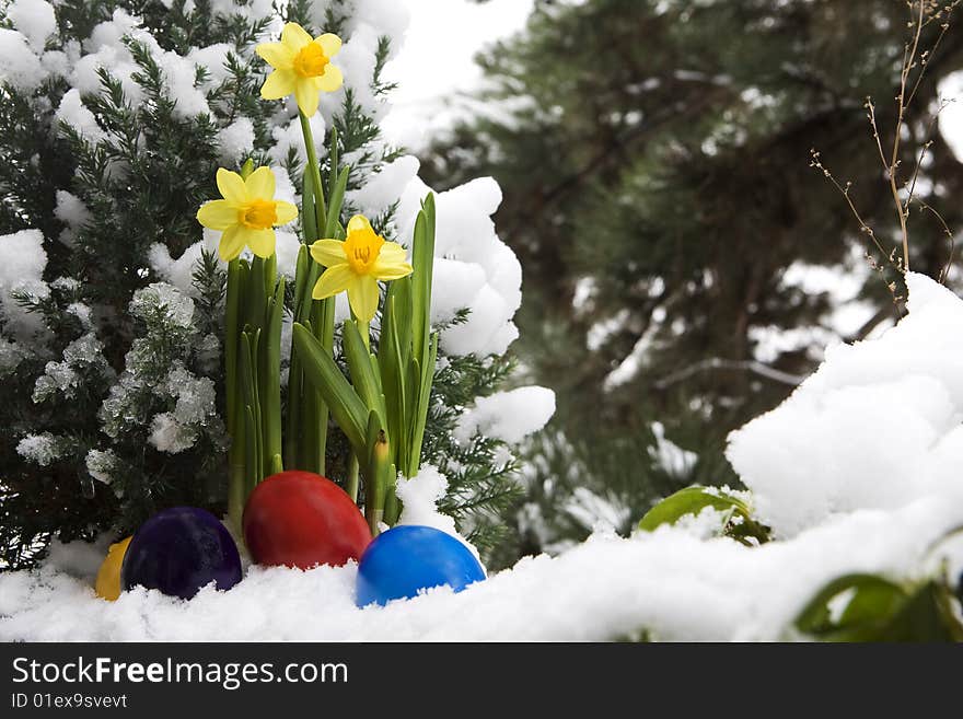 Easter eggs and narcissus in the snow, as a symbol of the coming Easter time