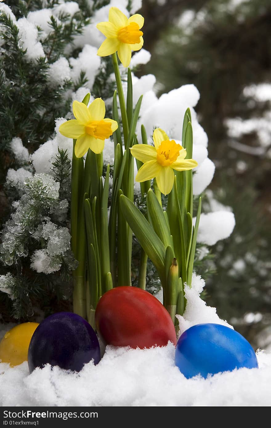 Easter eggs and narcissus in the snow, as a symbol of the coming Easter time