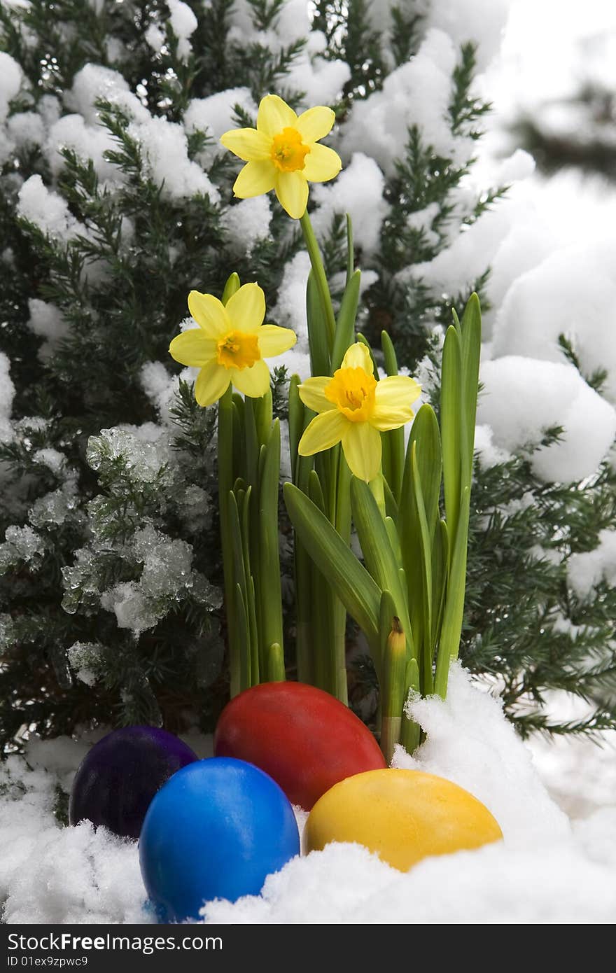 Easter eggs and narcissus in the snow, as a symbol of the coming Easter time