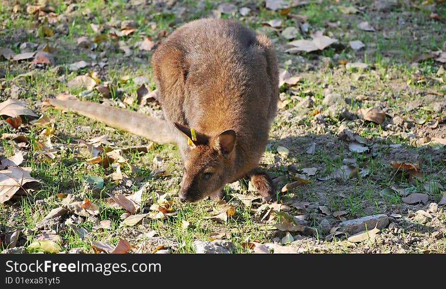 eastern grey kangaroo