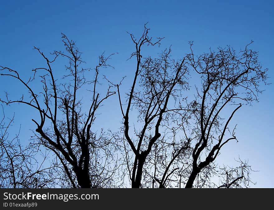 Trees and blue sky