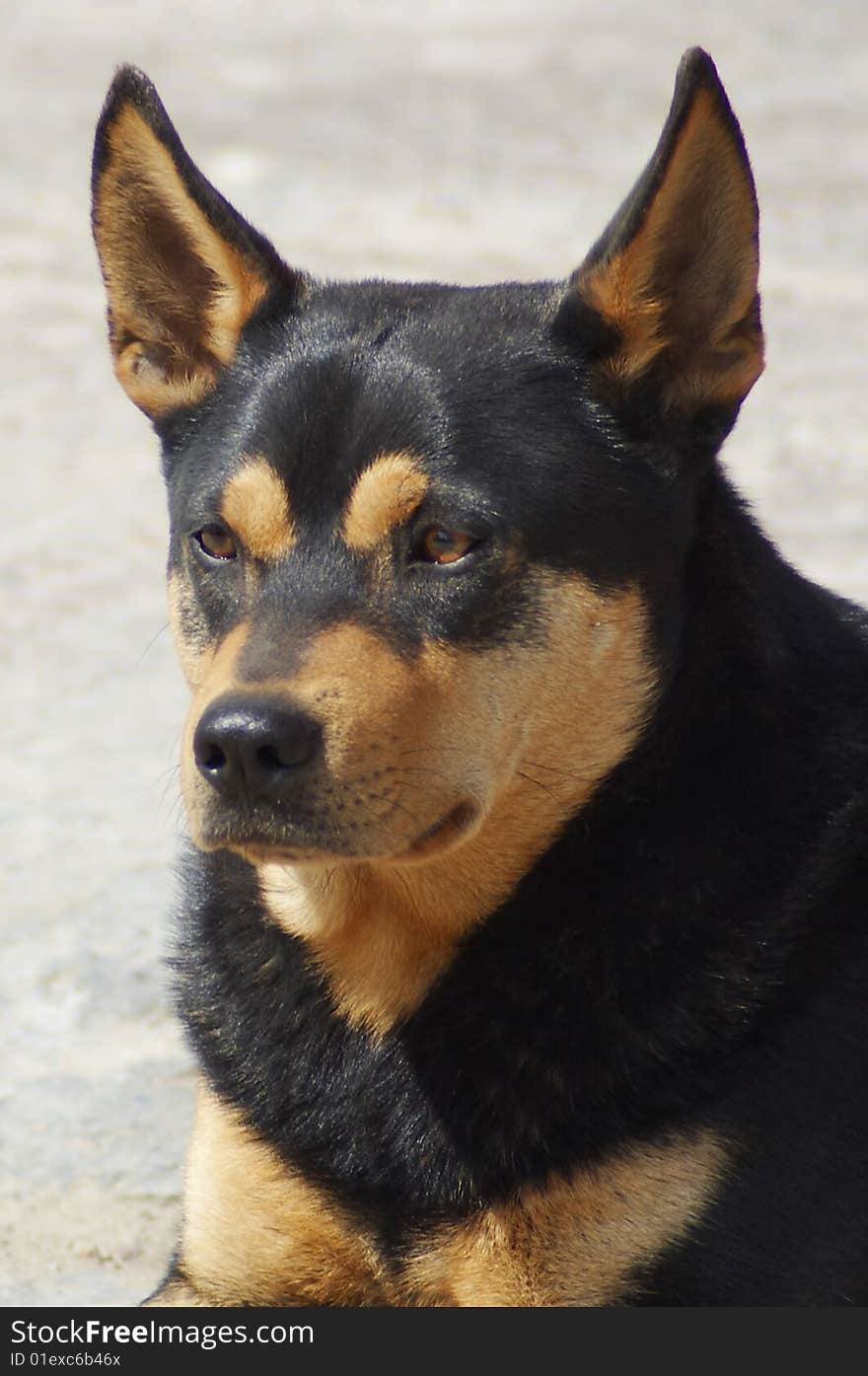 Portrait of stray dog on guard