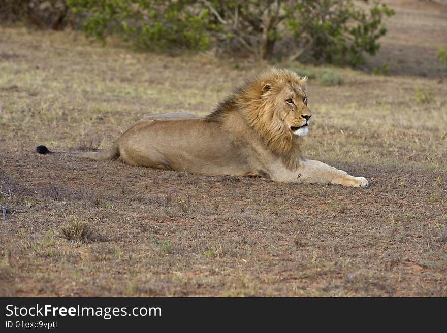 A battle scarred Male rests after the fight. A battle scarred Male rests after the fight