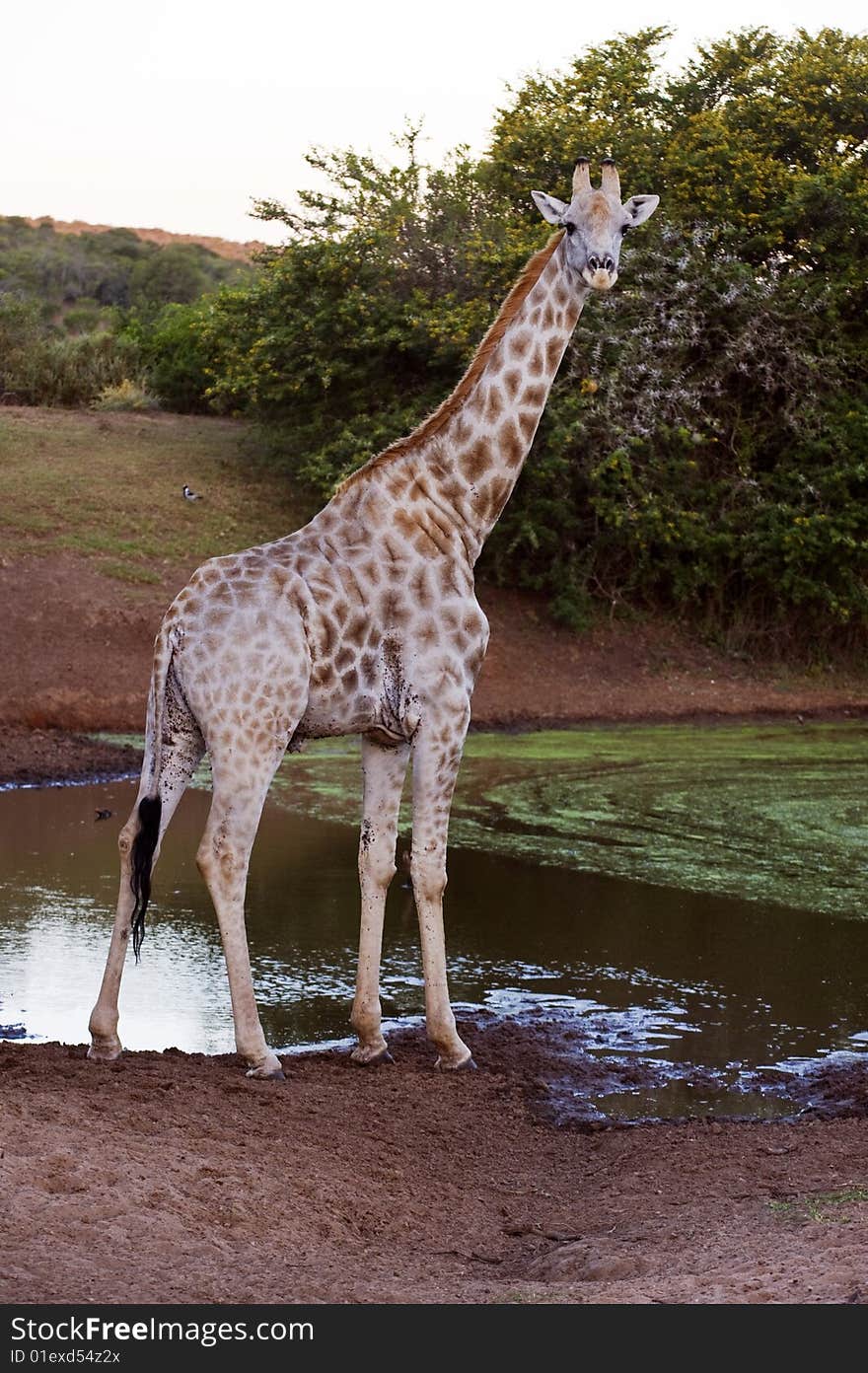 A lone giraffe arrives at the waterhole for an evening drink