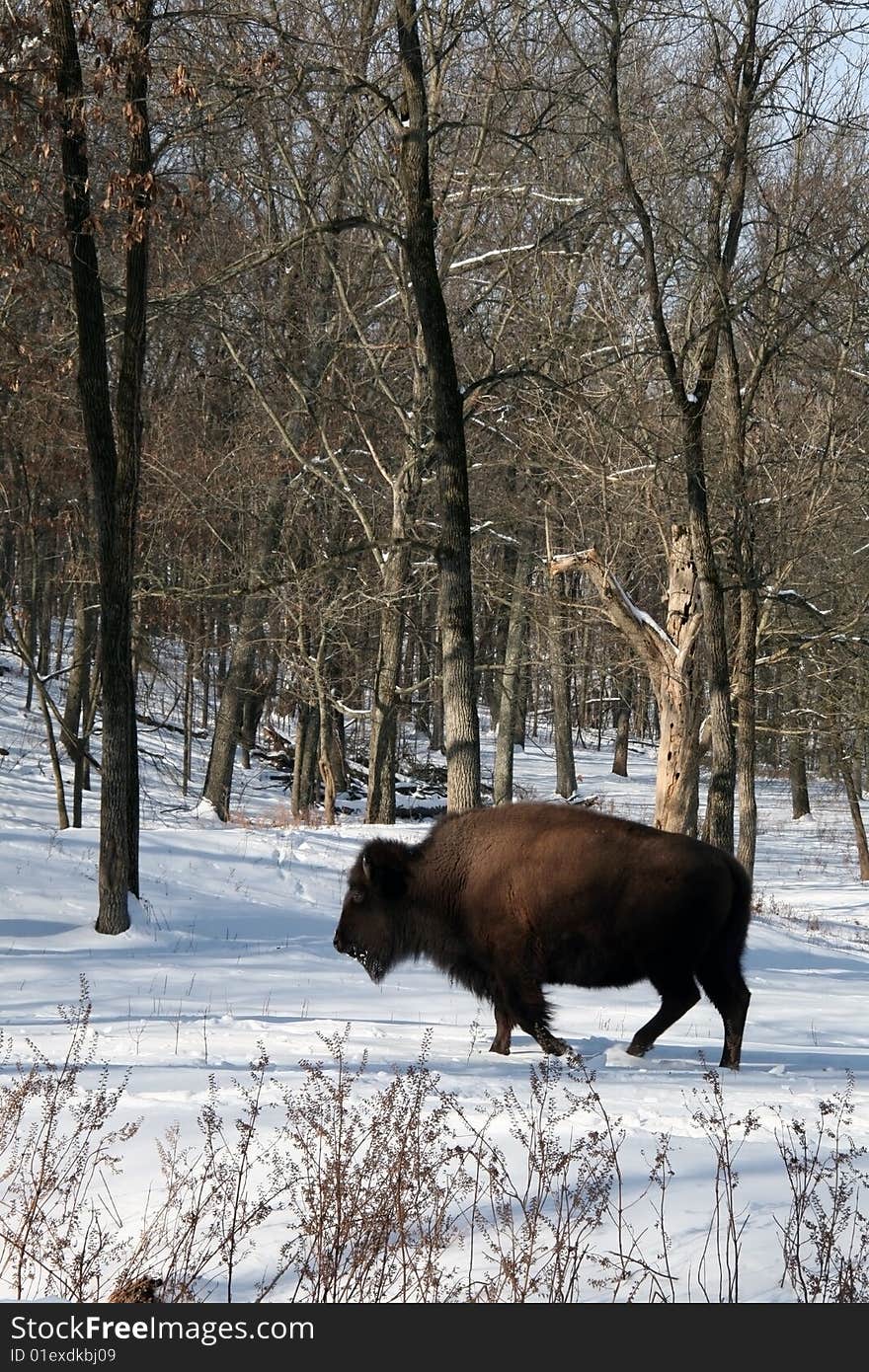 Buffalo walking in forest wildlife