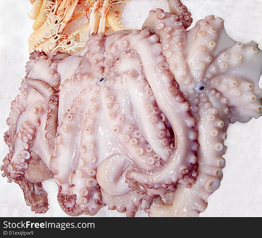 Closeup of  fresh octopuses with shrimps on the bed of ice. Closeup of  fresh octopuses with shrimps on the bed of ice.