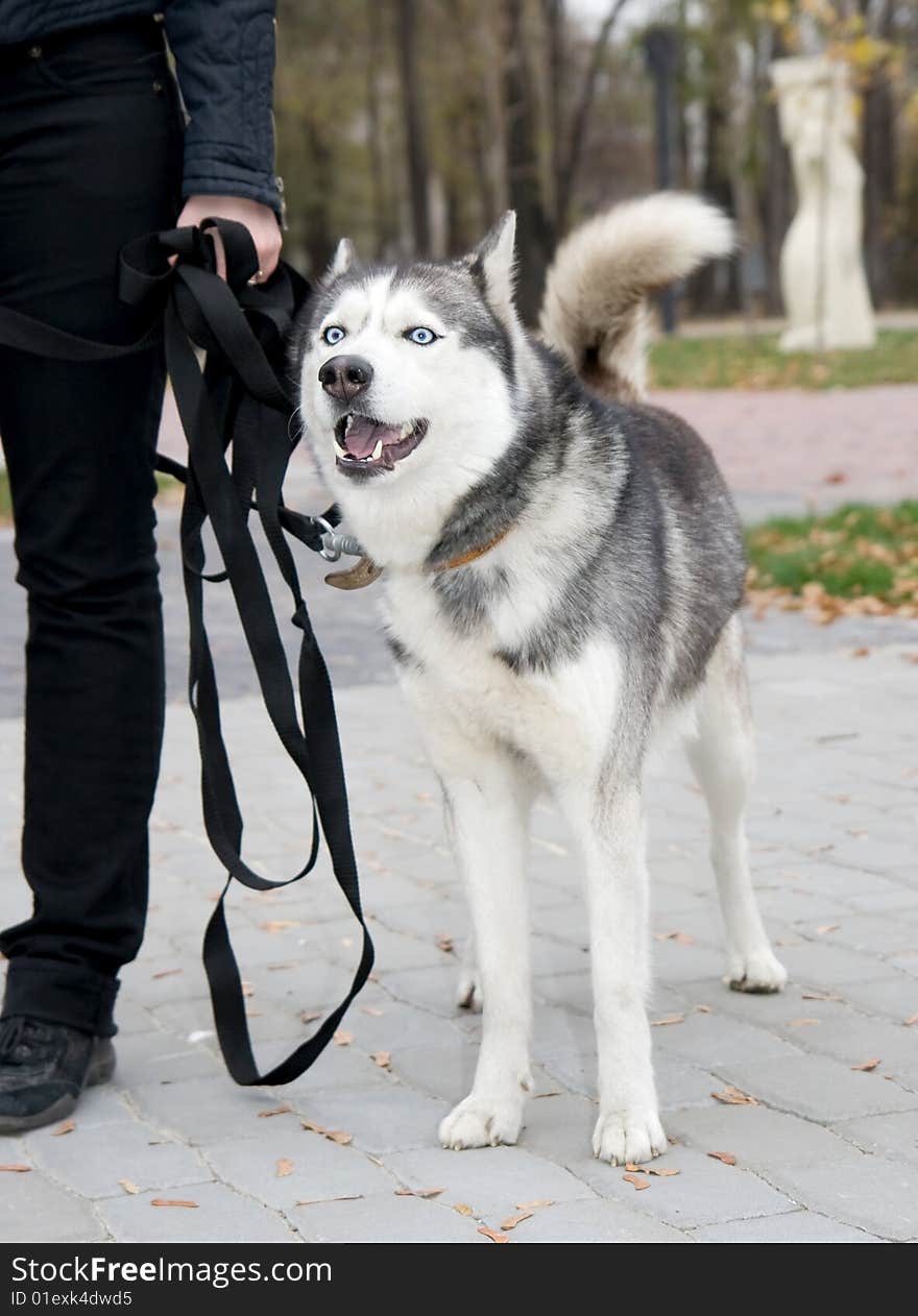 Siberian husky on walk in park