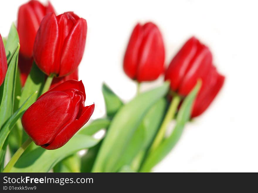 Red tulips with a white background. Red tulips with a white background