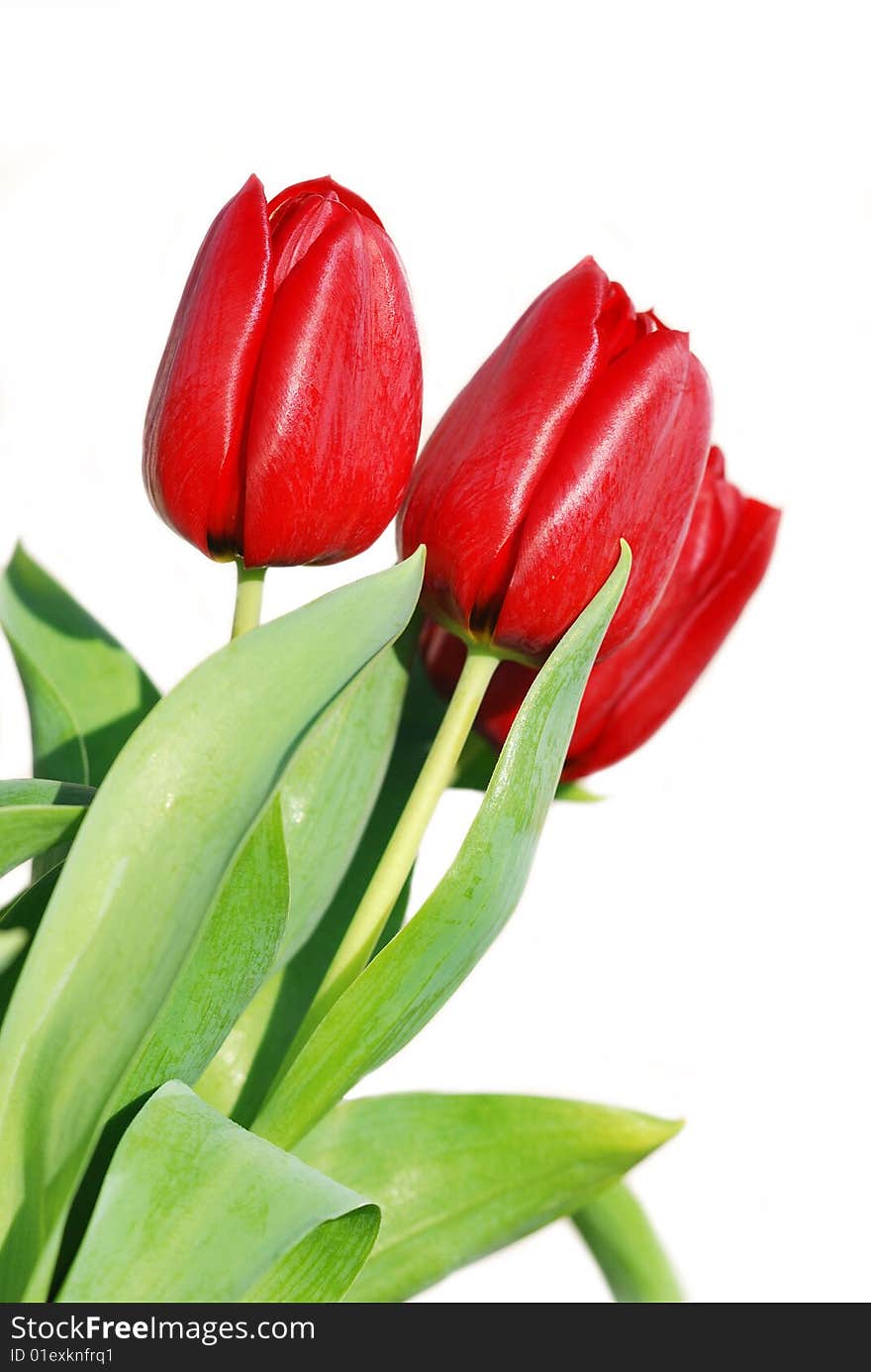 Red tulips with a white background. Red tulips with a white background