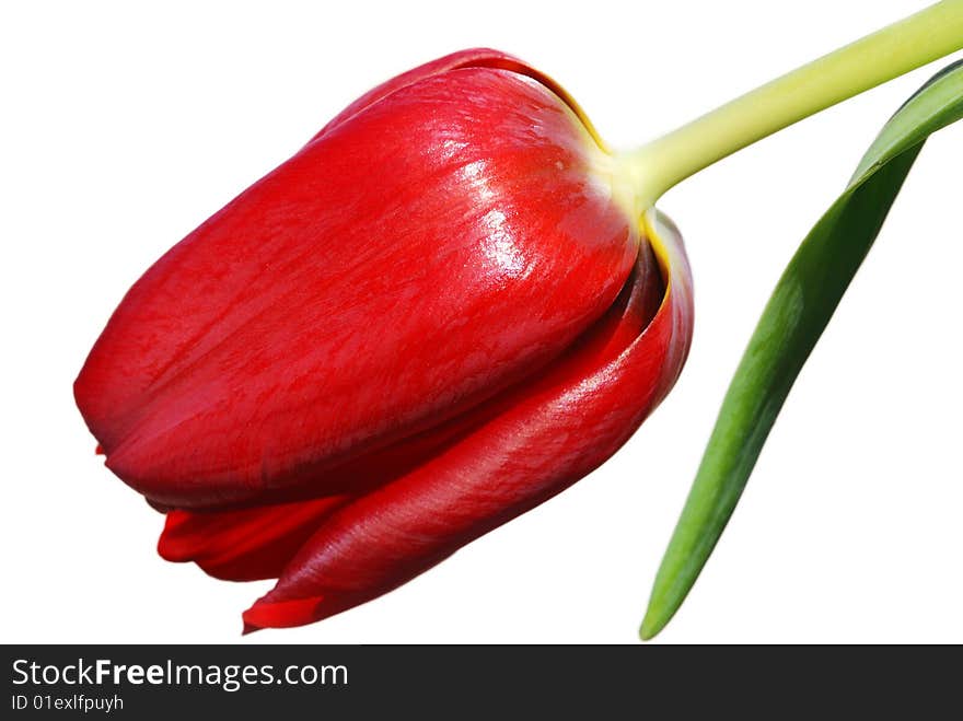 Red tulip with a white background. Red tulip with a white background