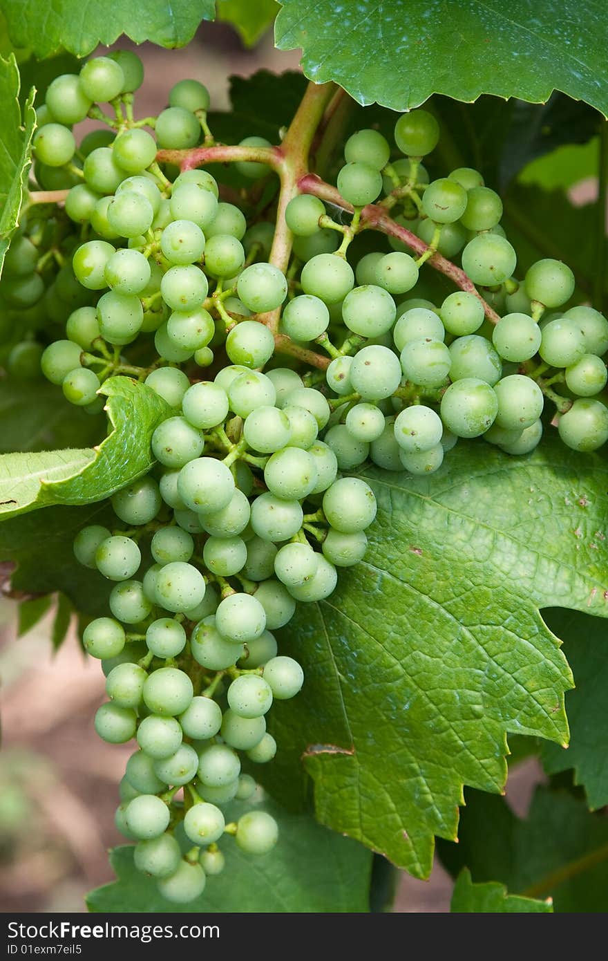 Spring plants - green grape cluster