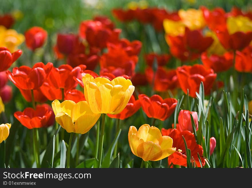 Tulips colorful in my garden. Tulips colorful in my garden