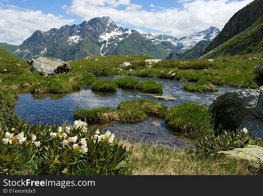 Mountain landscape with rhododendron flowers. Mountain landscape with rhododendron flowers