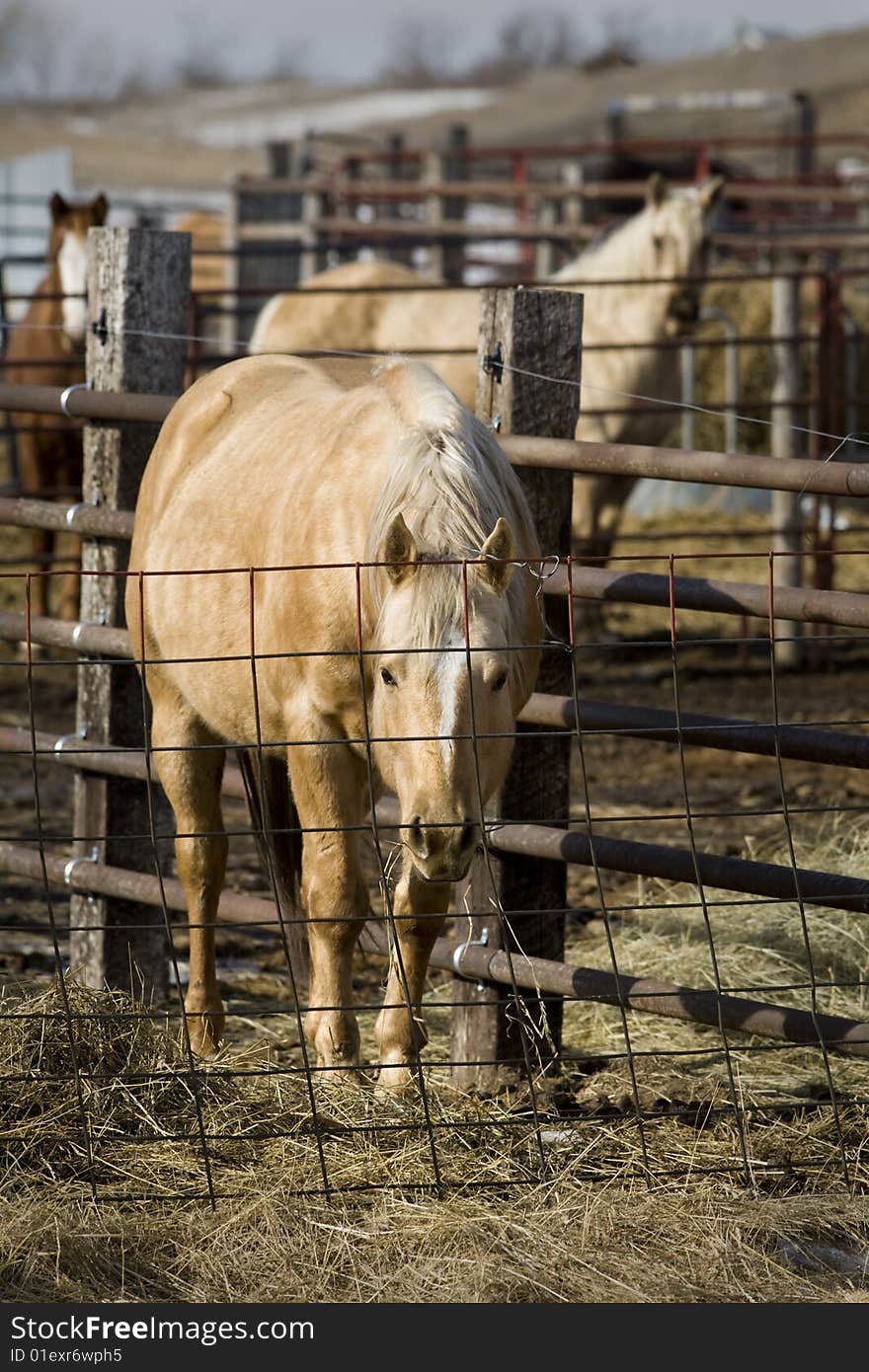 Caged Horses