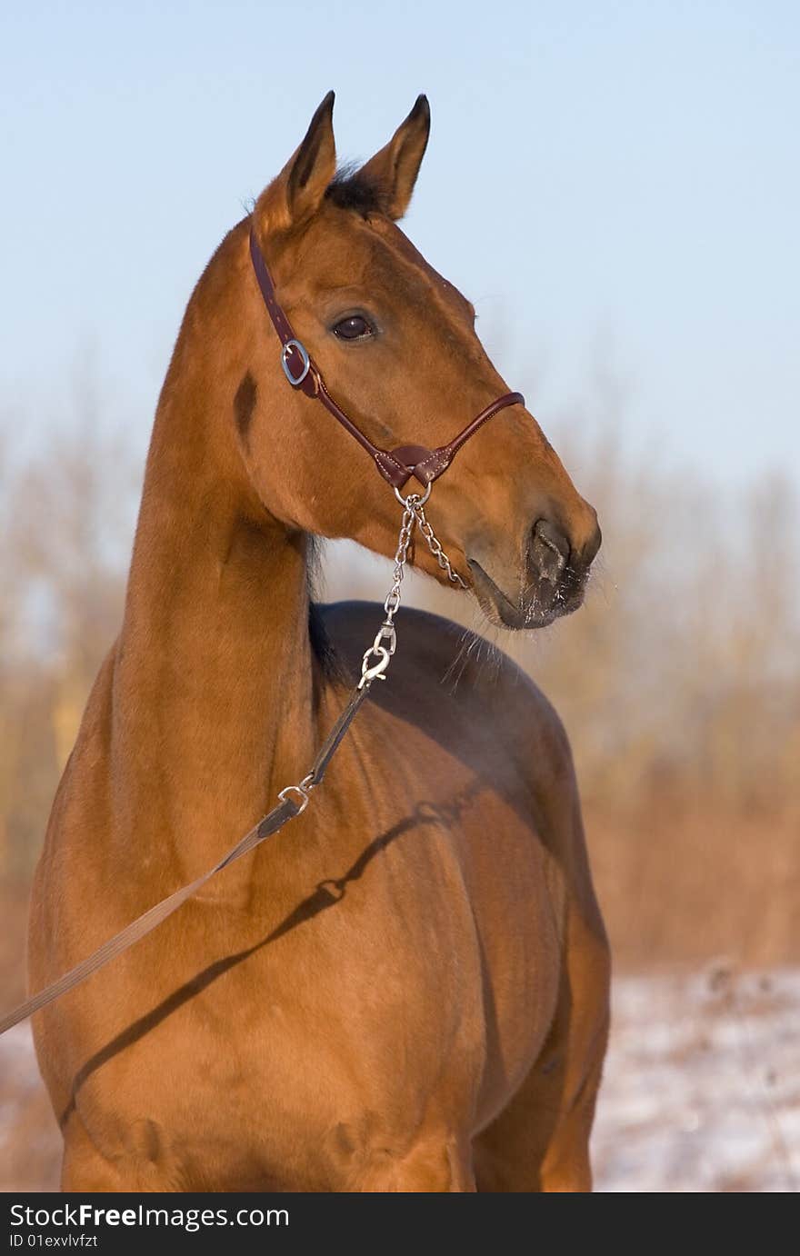 The red horse poses having turned a head. The red horse poses having turned a head.