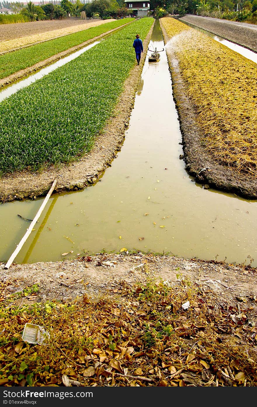 Argriculturist watering his vegetables, Nonthaburi, Thailand. Argriculturist watering his vegetables, Nonthaburi, Thailand.