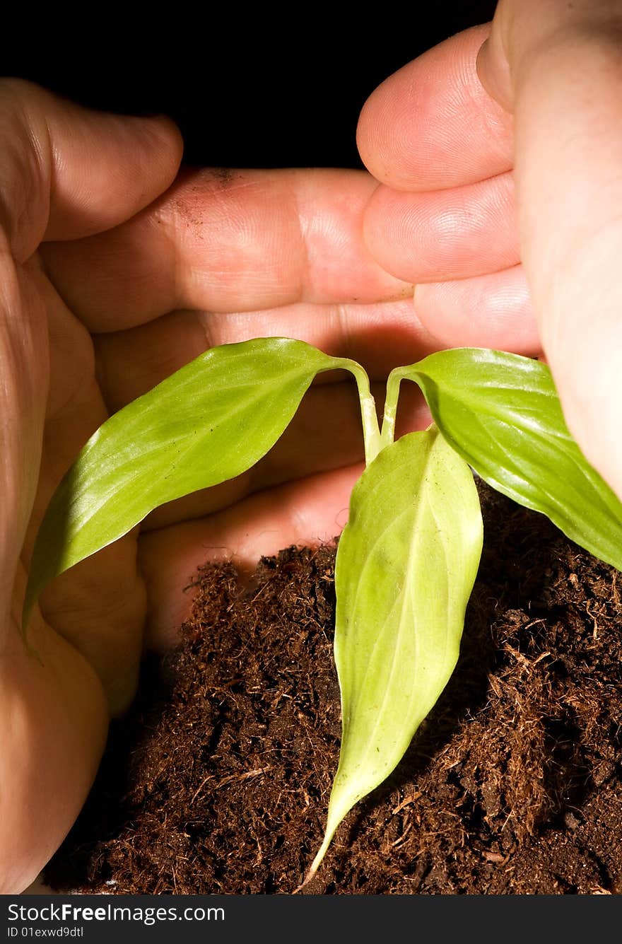 Man protecting a small plant in hand