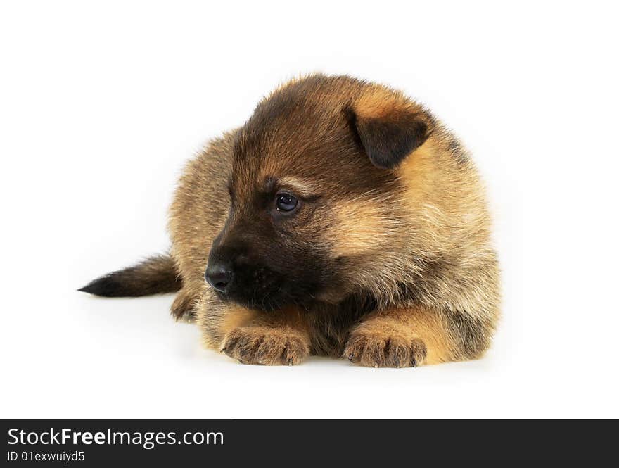 Laying sheep-dogs puppy