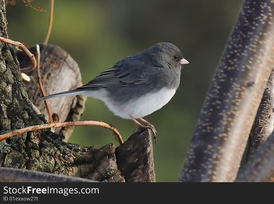 Junco bird perched on an old limb facing teh setting sun. Junco bird perched on an old limb facing teh setting sun