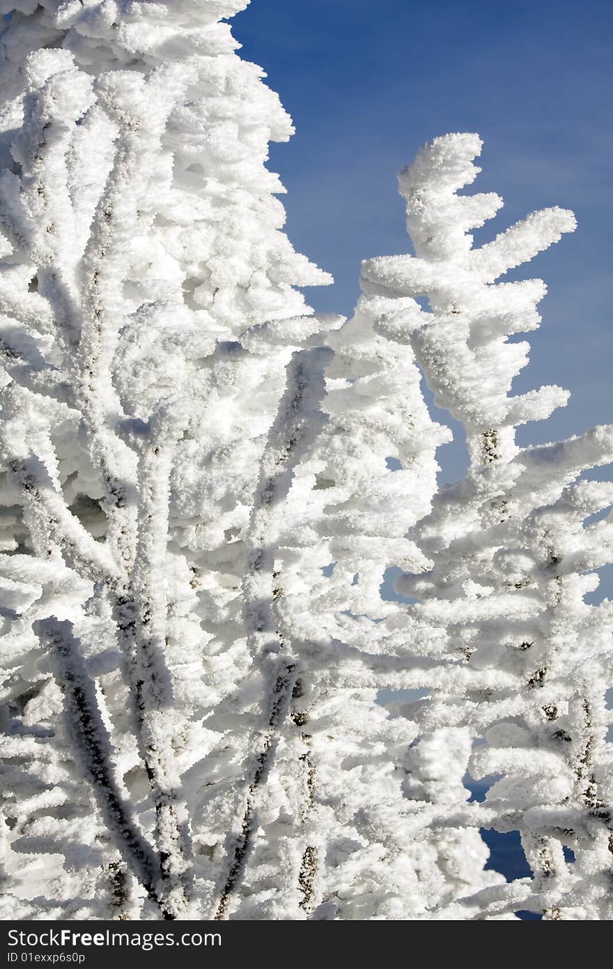 Tree covered in snow in the mountains. Tree covered in snow in the mountains.