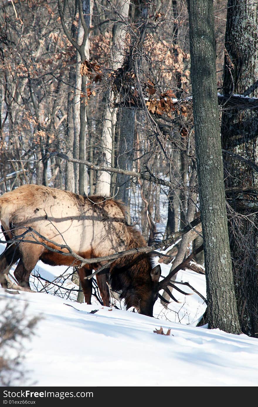 Bull elk