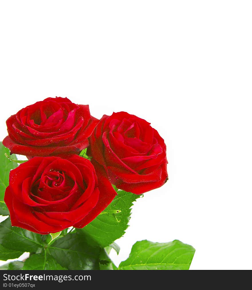 Beautiful roses on a white background with space f