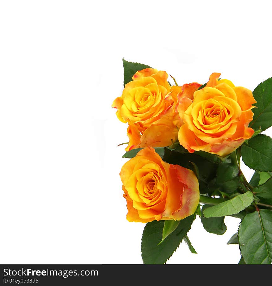 Beautiful roses on a white background with space for copy