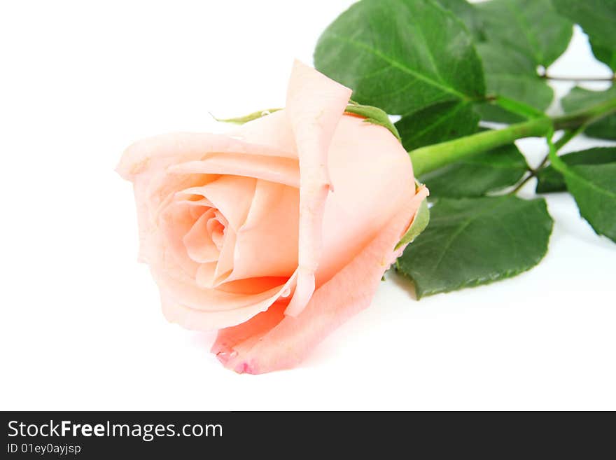 Close up of the pink rose