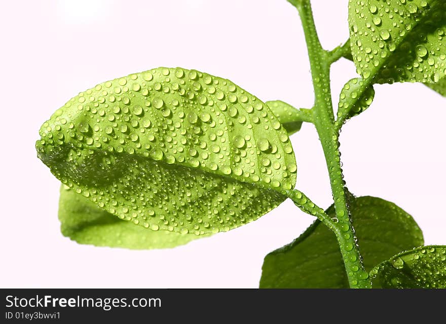 Macro of green leaves covered with drops of morning dew. Macro of green leaves covered with drops of morning dew