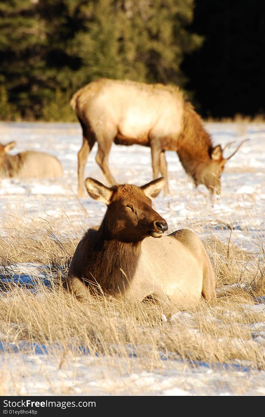 Elks on the snow near Lake Minnewanka, Banff National Park, Alberta, Canada