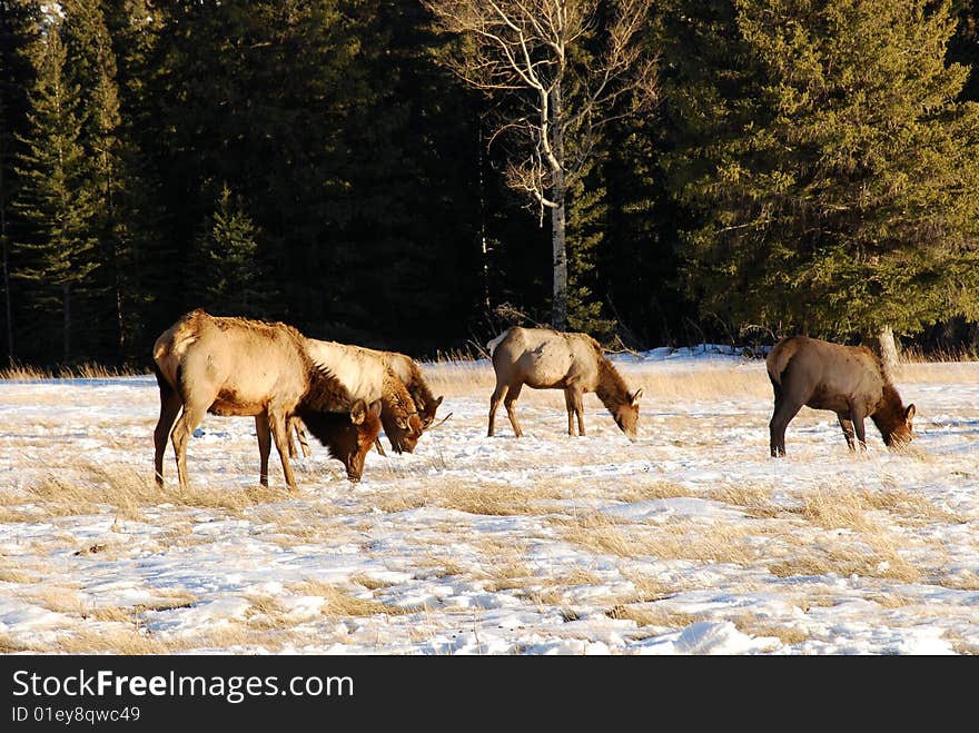 Elks on the snow near Lake Minnewanka, Banff National Park, Alberta, Canada