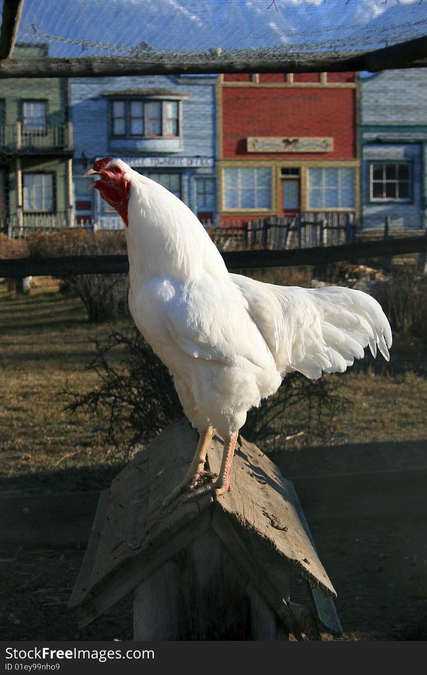 White rooster crowing in old ghost town setting