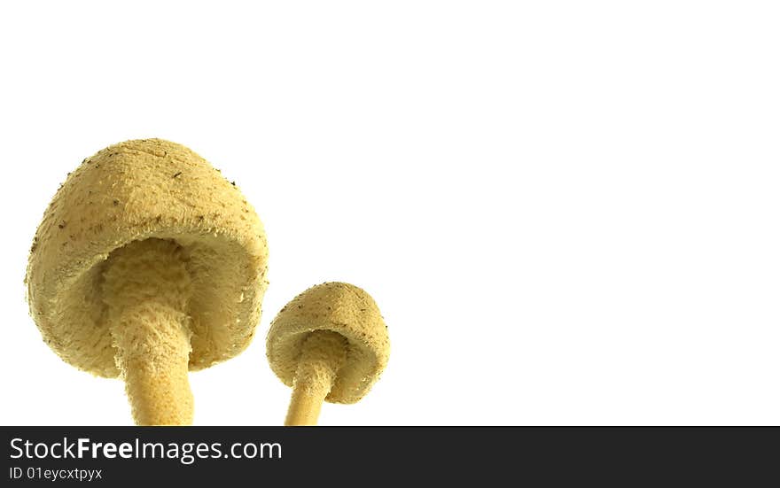 Fungi toadstool mushrooms