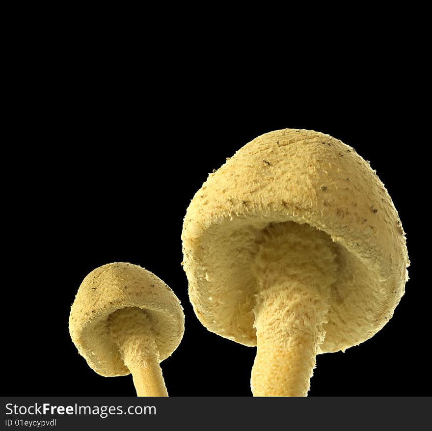 Close up of a toadstool mushroom isolated on black background. Close up of a toadstool mushroom isolated on black background