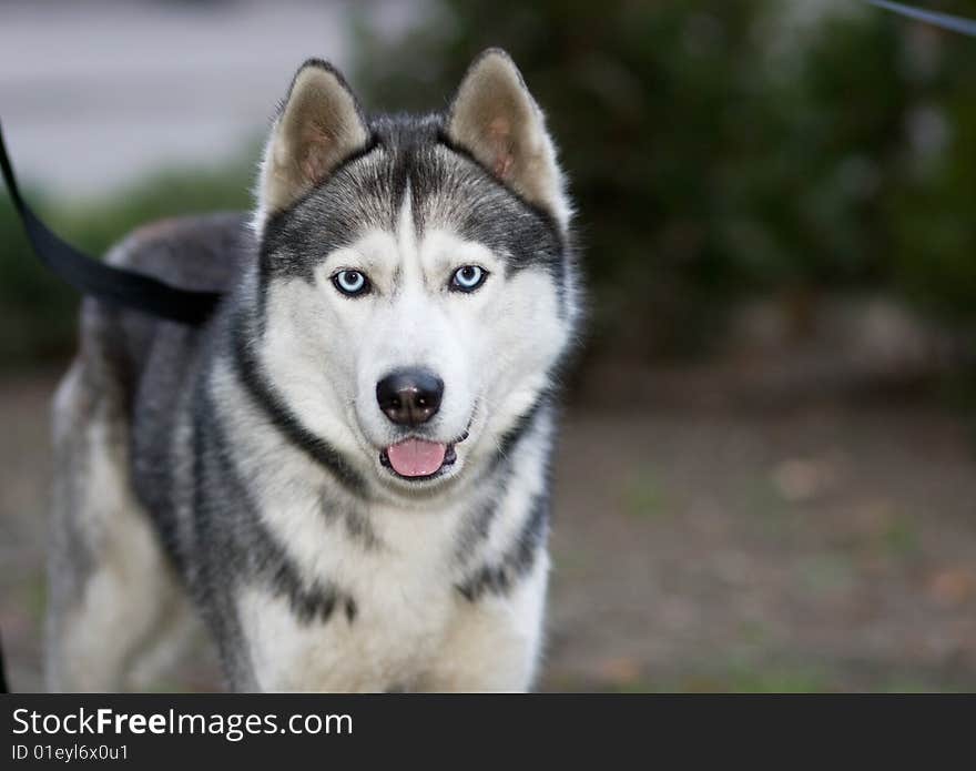 Portrait of siberian husky outdoor. Portrait of siberian husky outdoor